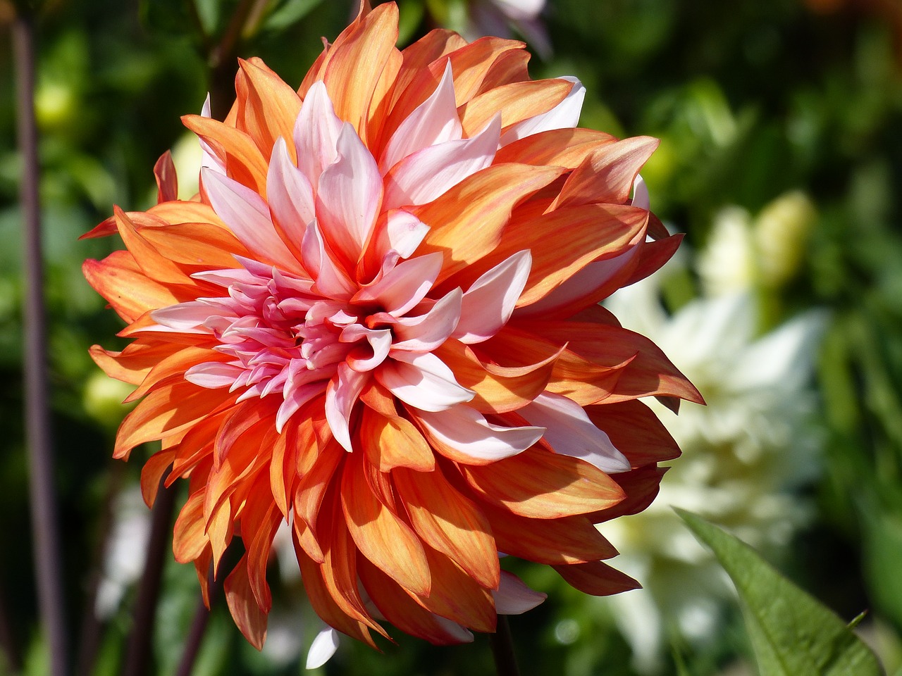 Image - dahlia orange white garden summer