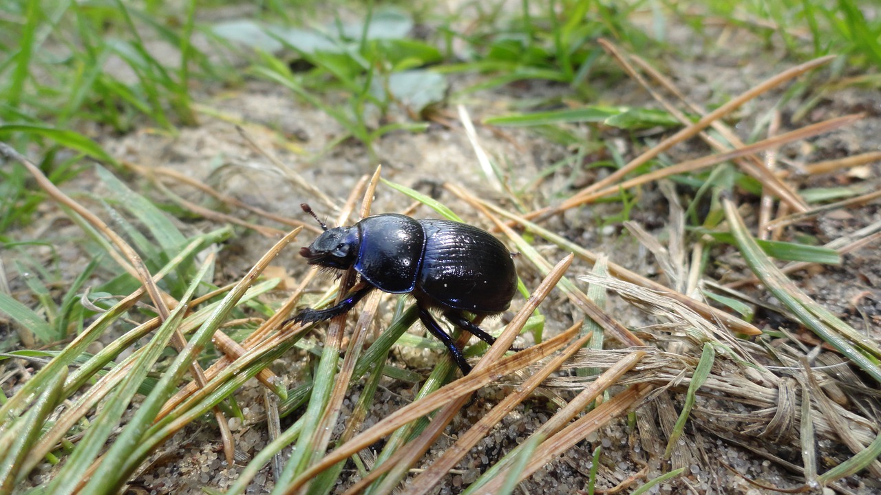 Image - beetle worm nature forest