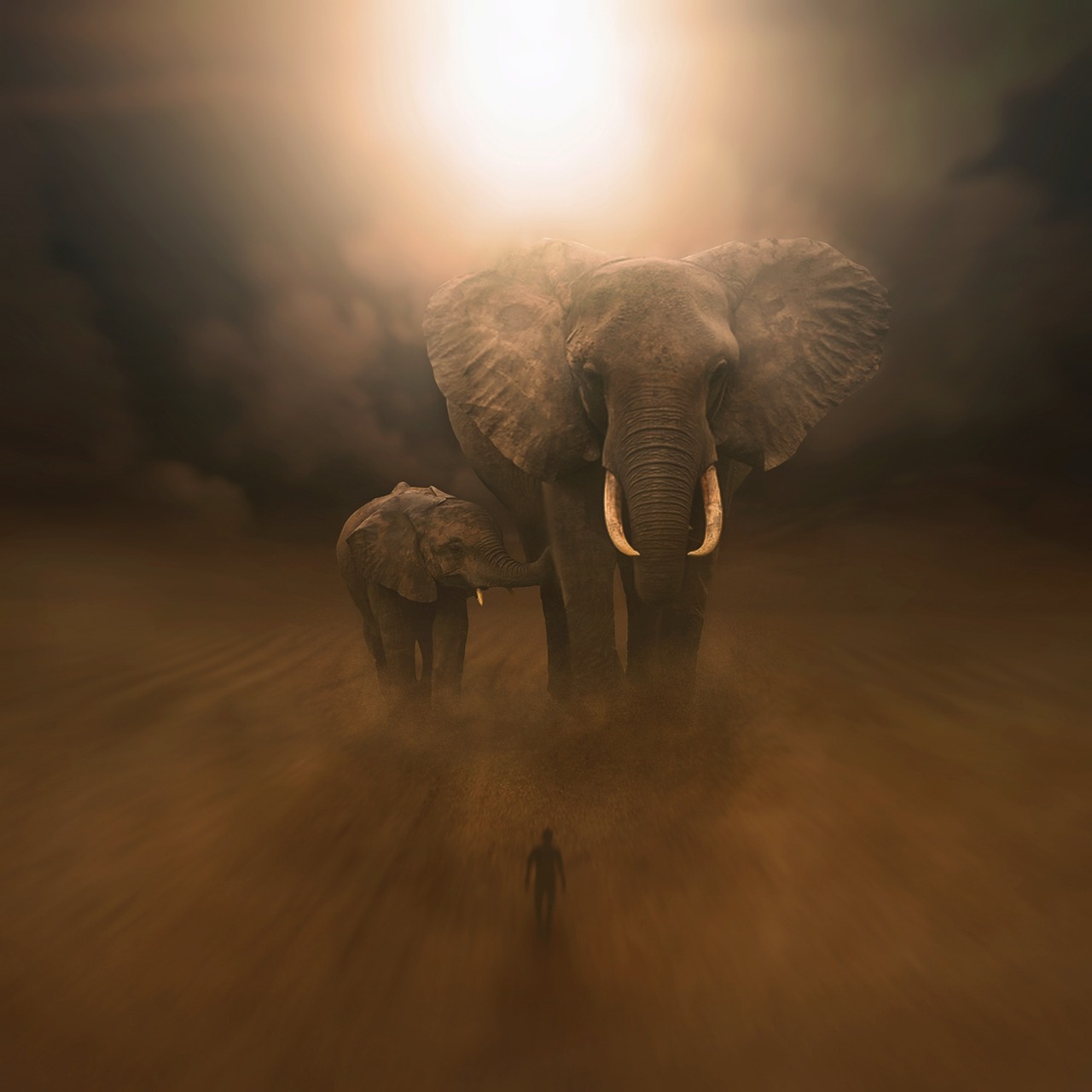 Image - elephants desert sky focus dreams