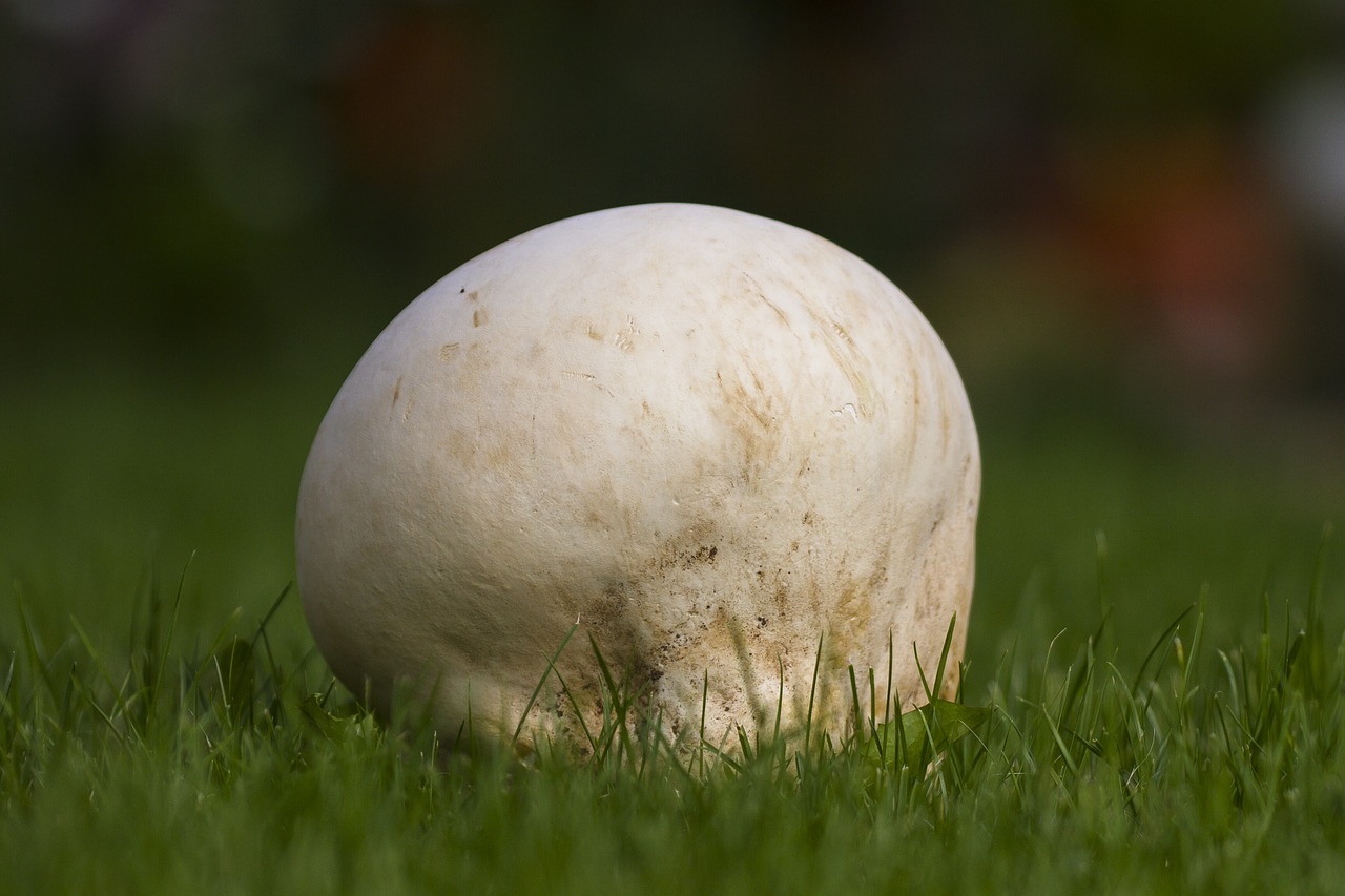 Image - giant bovist mushroom large umbrinum