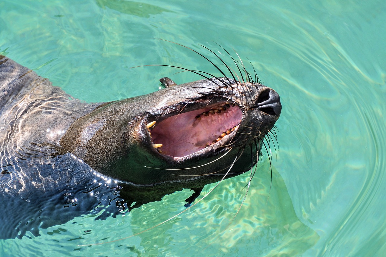 Image - sea lion yawn water mouth animal