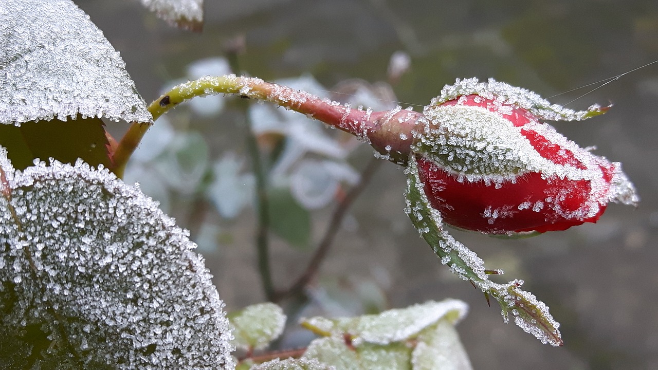 Image - winter frost bud winter magic