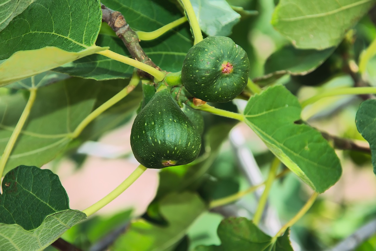 Image - figs fruits tree immature edible