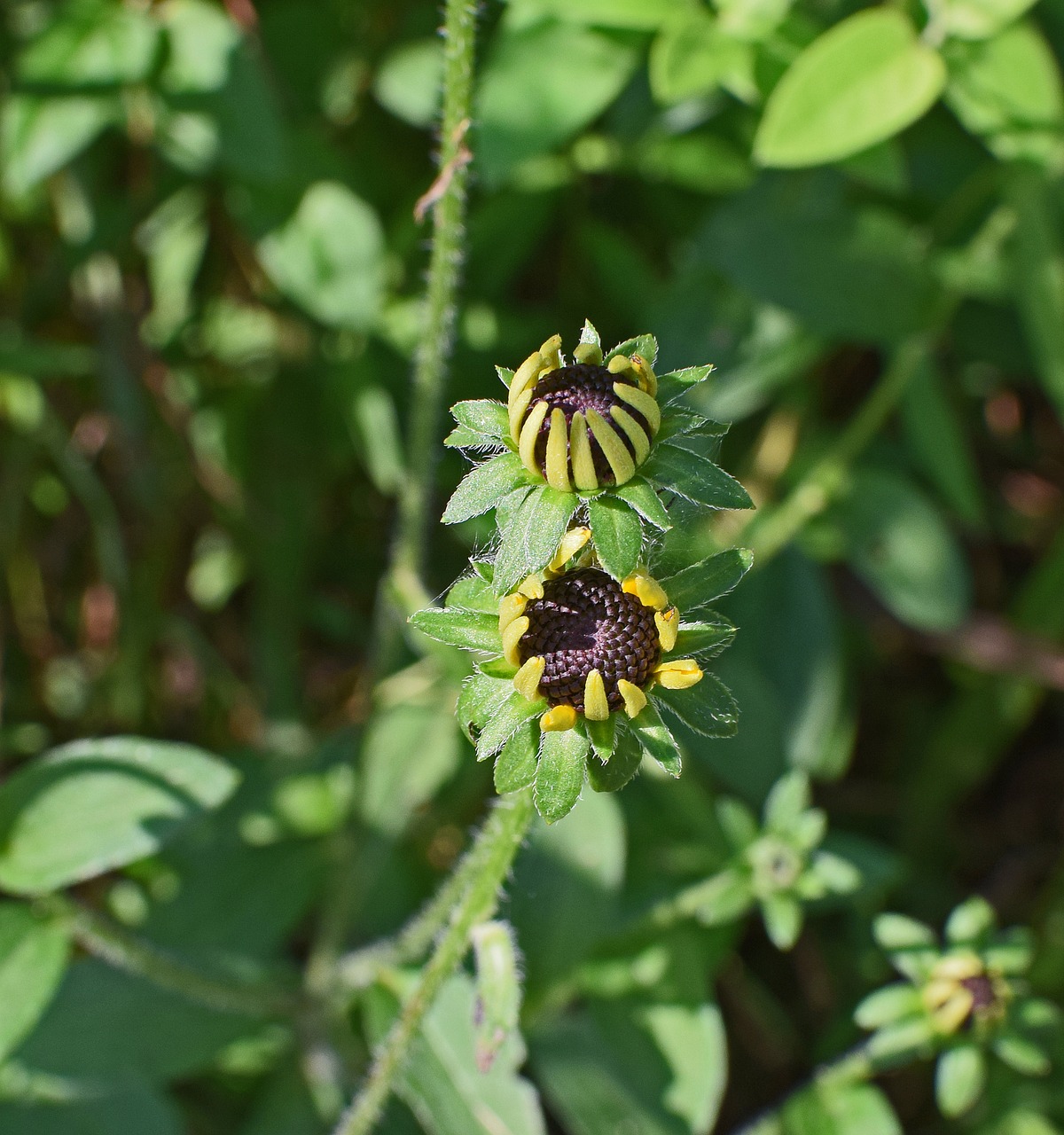 Image - wild black eyed susan opening