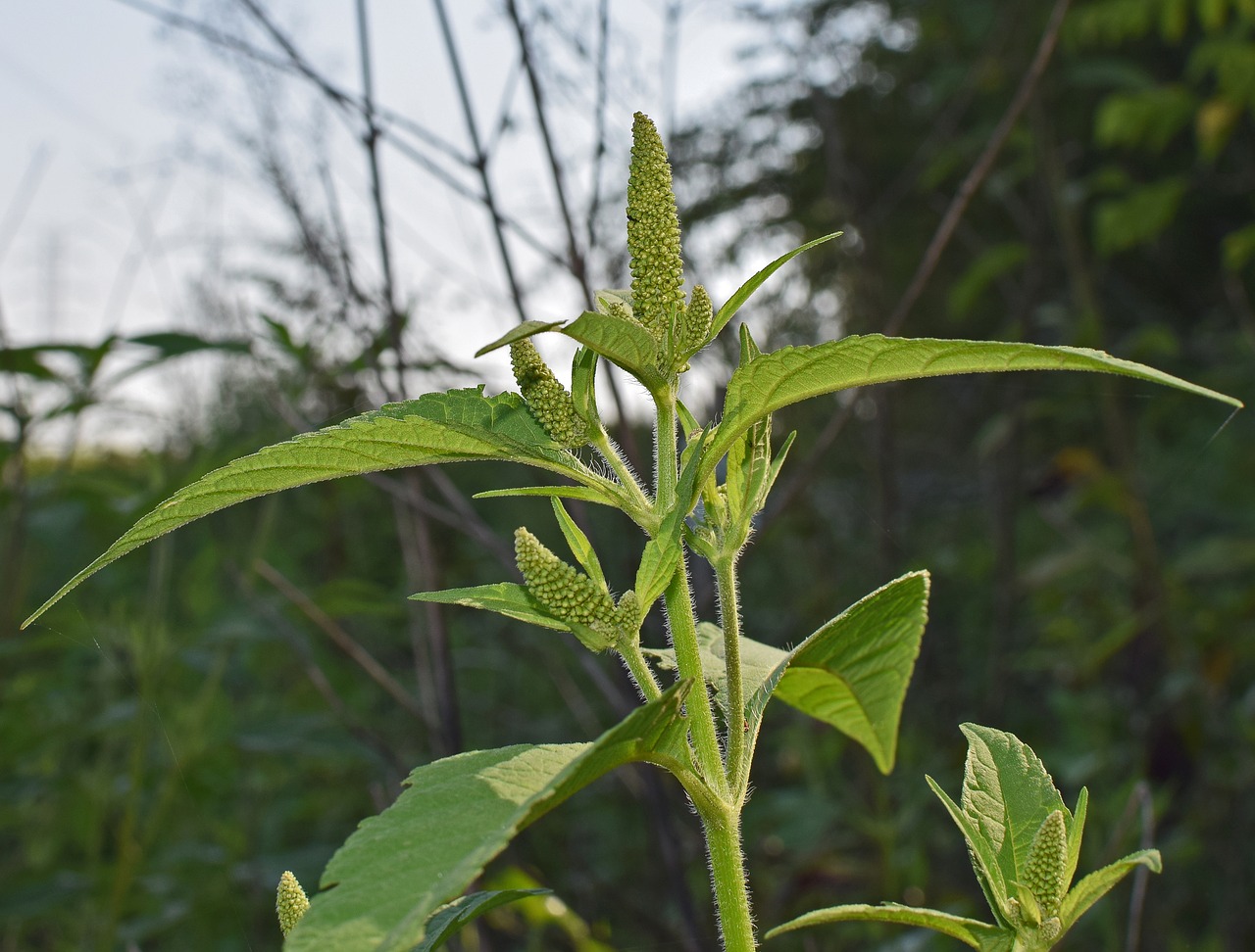 Image - amaranth seed food plant nature