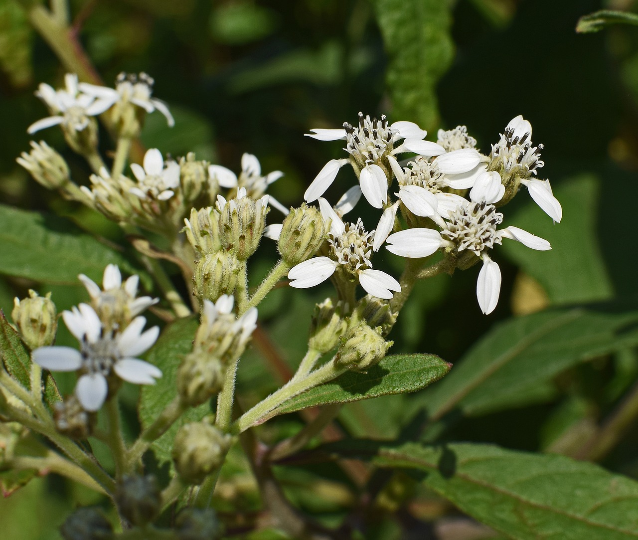 Image - tall boneset flower wildflower