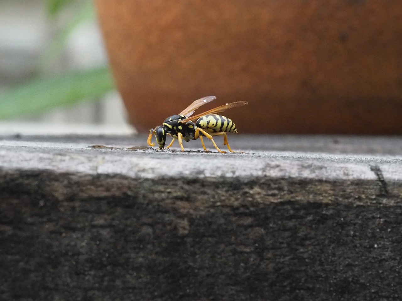 Image - wasp insect nature close animal