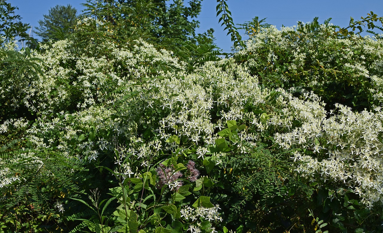 Image - joe pye weed and wild clematis