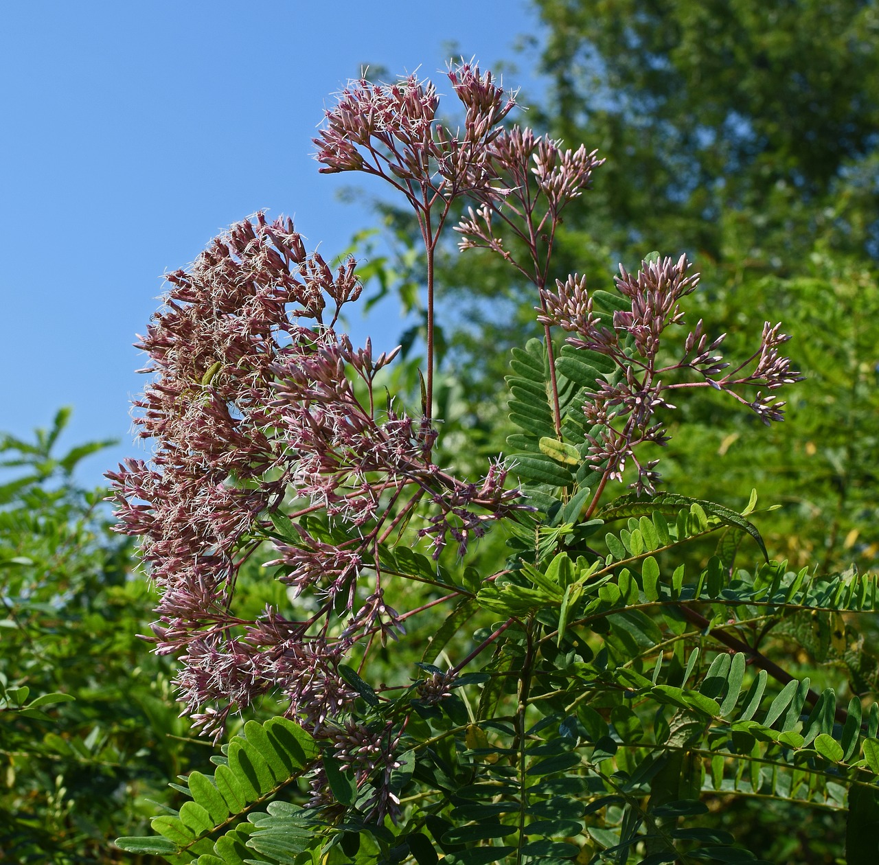 Image - joe pye weed flower blossom bloom