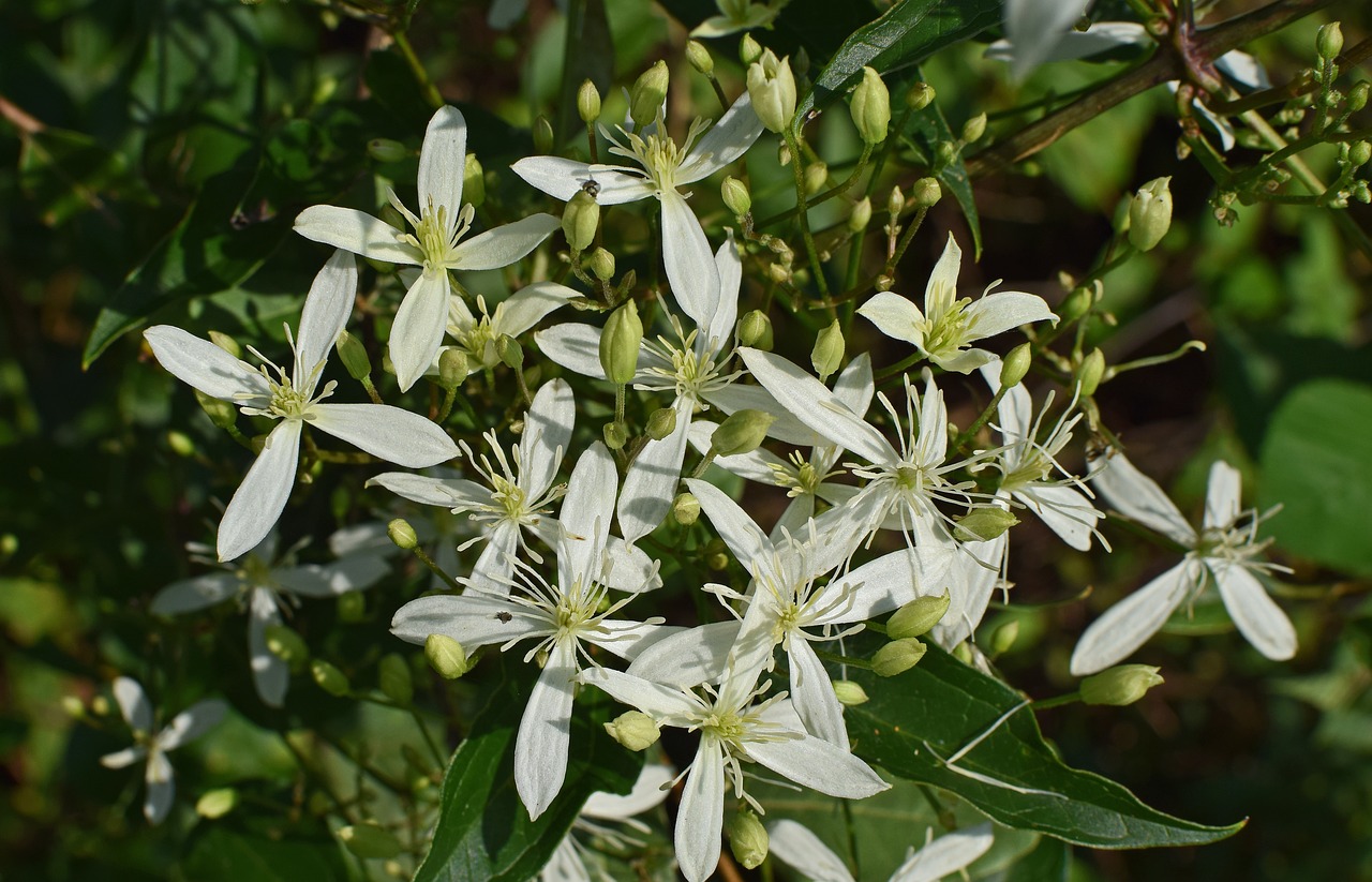 Image - sweet autumn clematis flower blossom