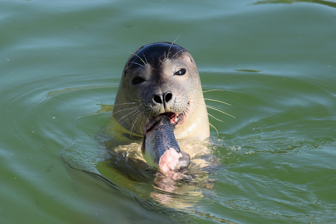 Image - seal eating snack lunch feeding