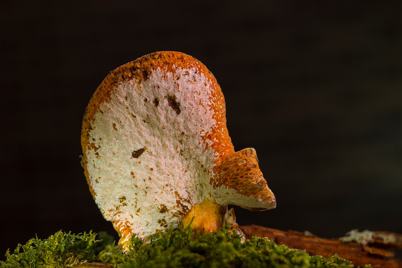 Image - saffron milk caps