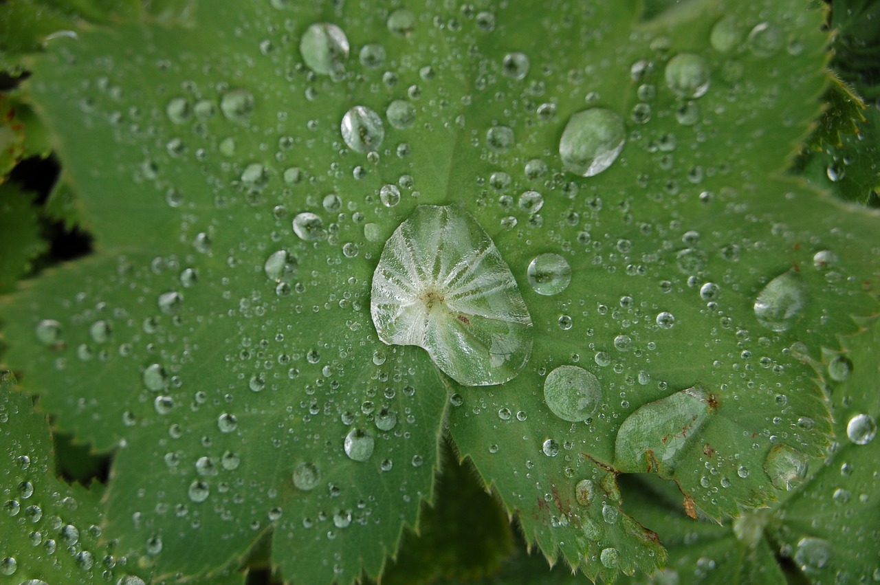 Image - drop of water leaf macro drip rain