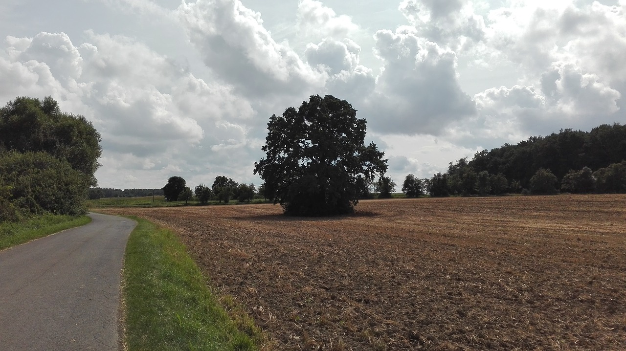 Image - tree field landscape heaven clouds