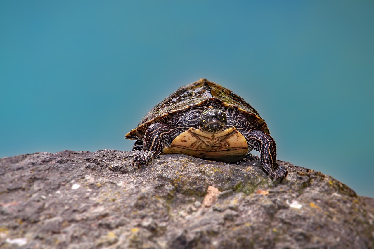 Image - turtle nature water turtle animal