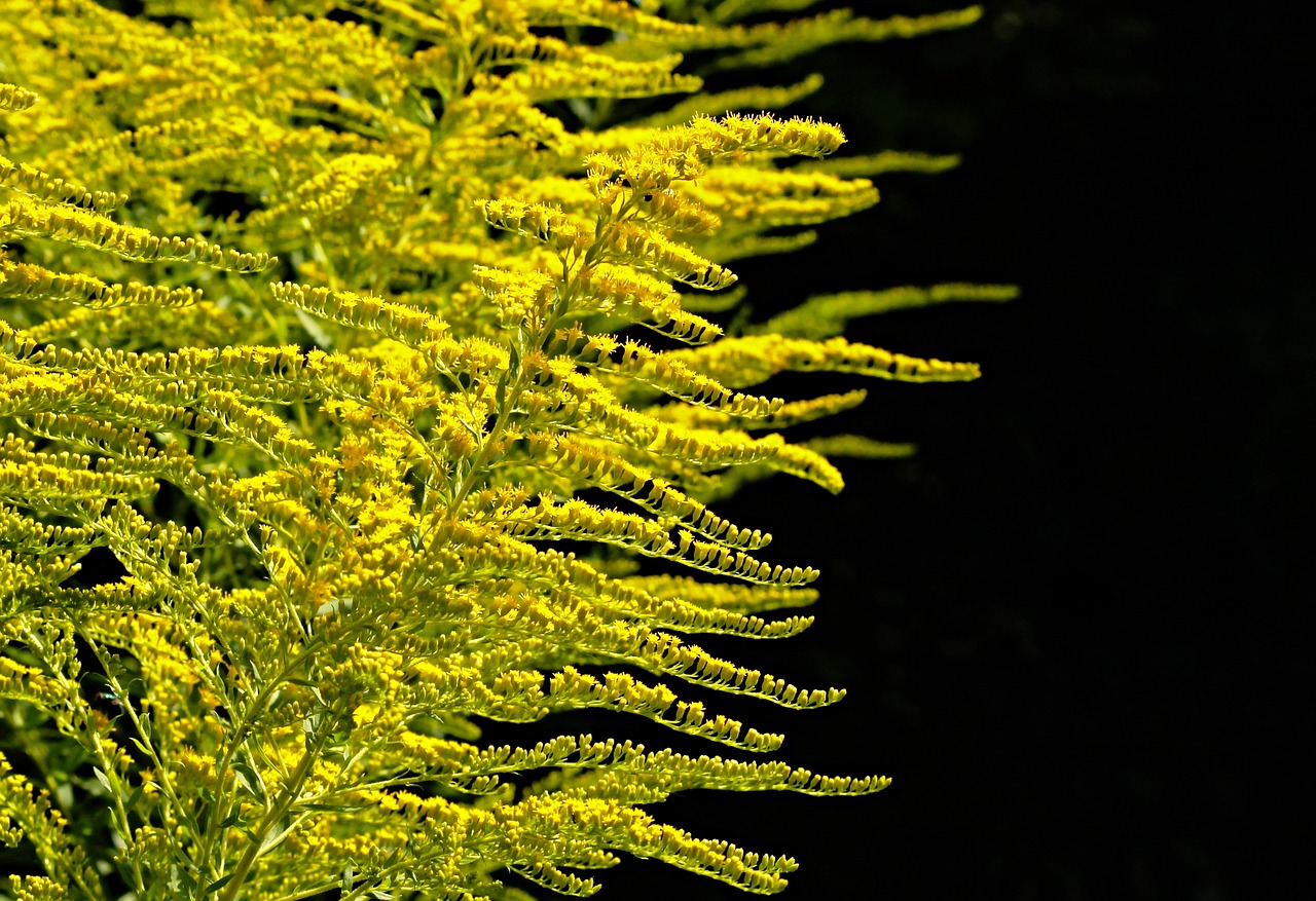 Image - golden rod gold diamond