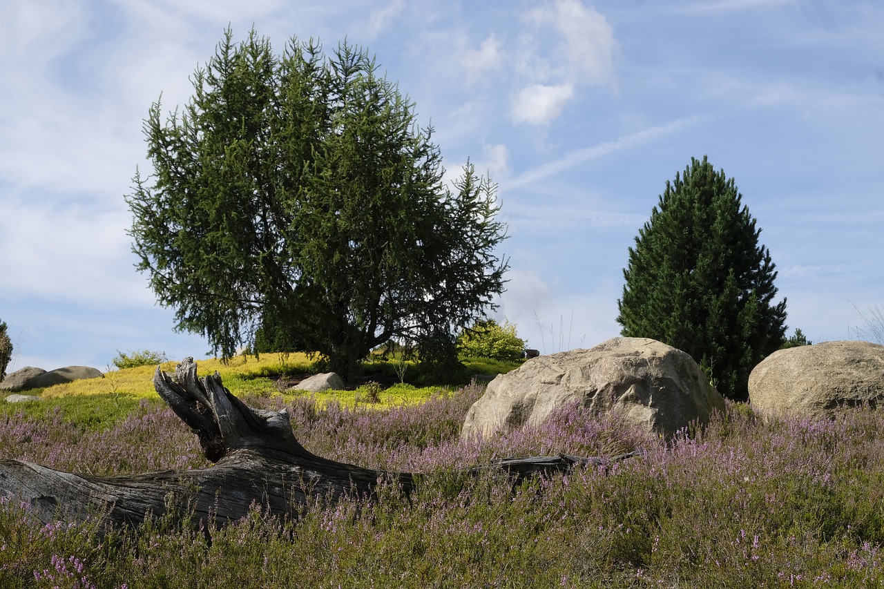 Image - log meadow landscape old wood