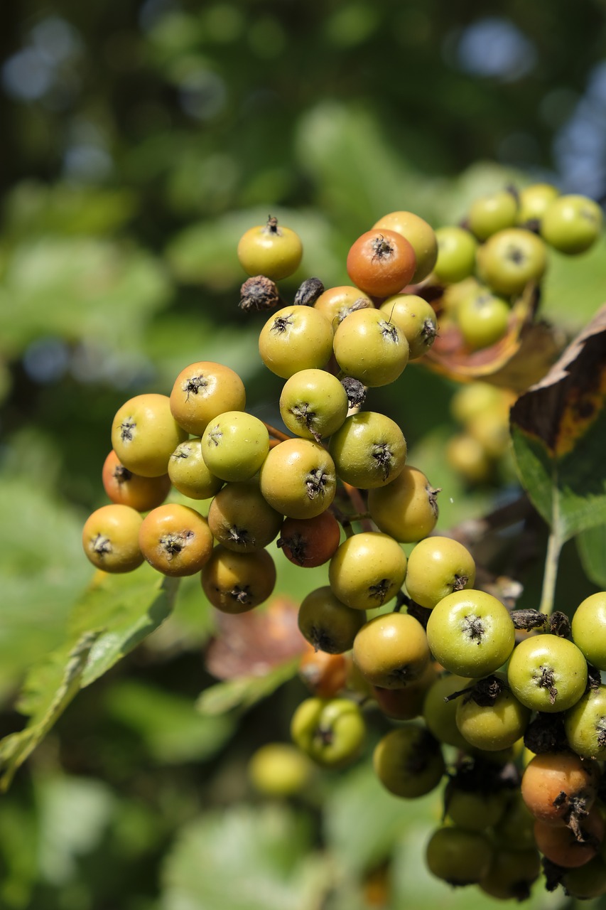 Image - berries flour berries sorbus