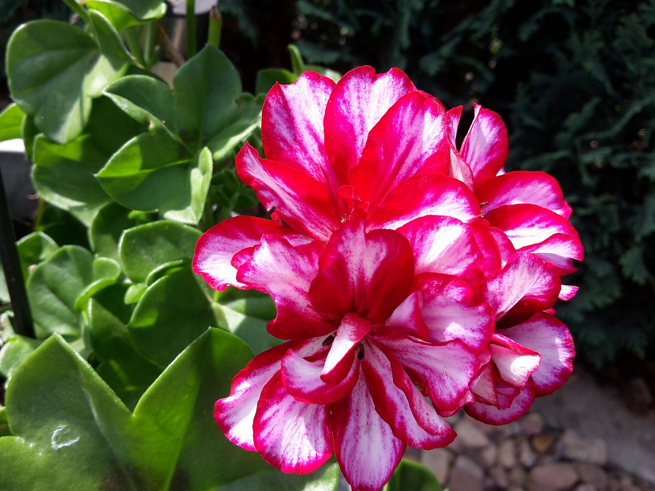 Image - flower geranium summer sun