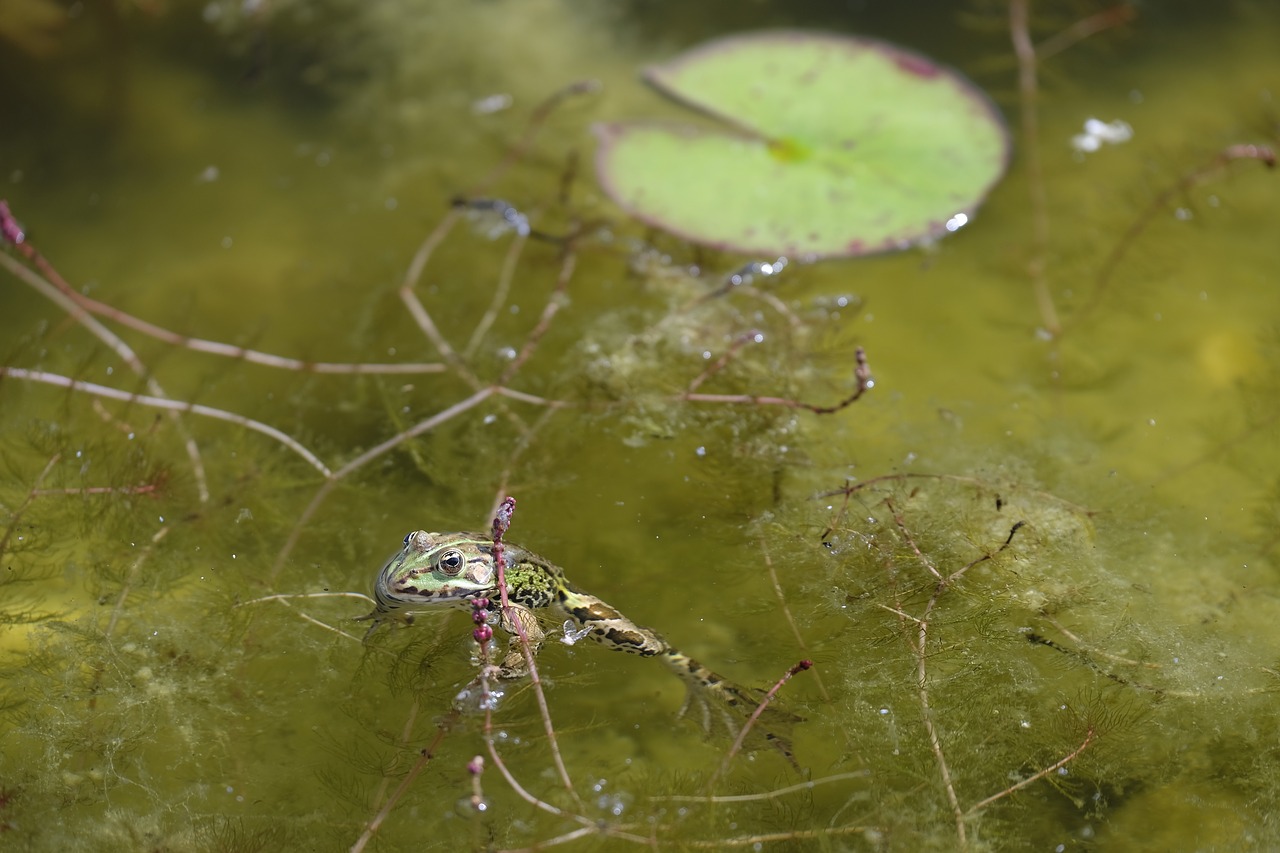 Image - frog pond green garden pond water