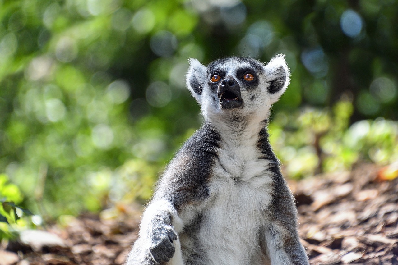 Image - lemur maki catta look surprised