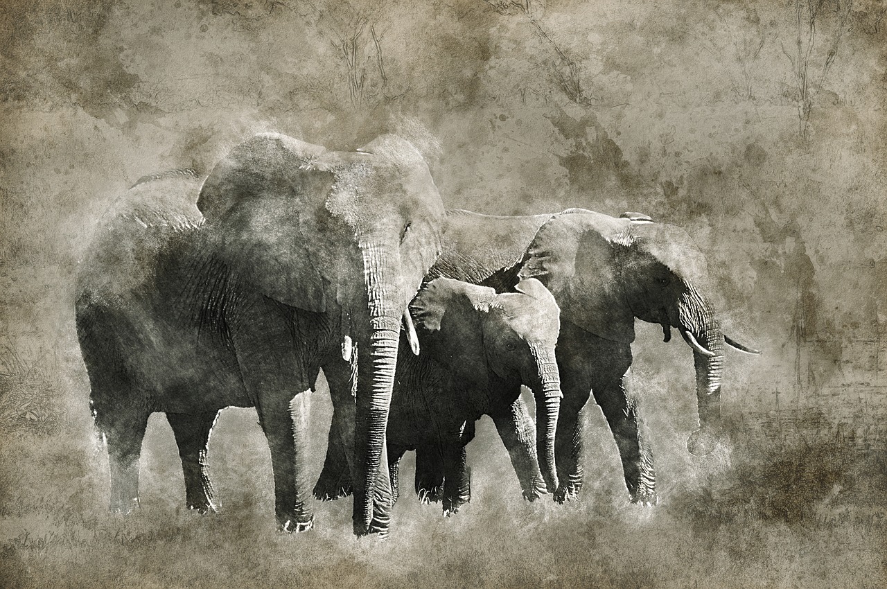 Image - elephant africa okavango delta
