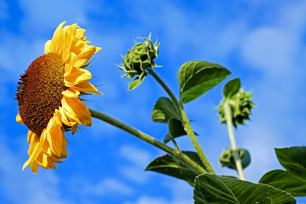 Image - sun flower flower flowers colorful