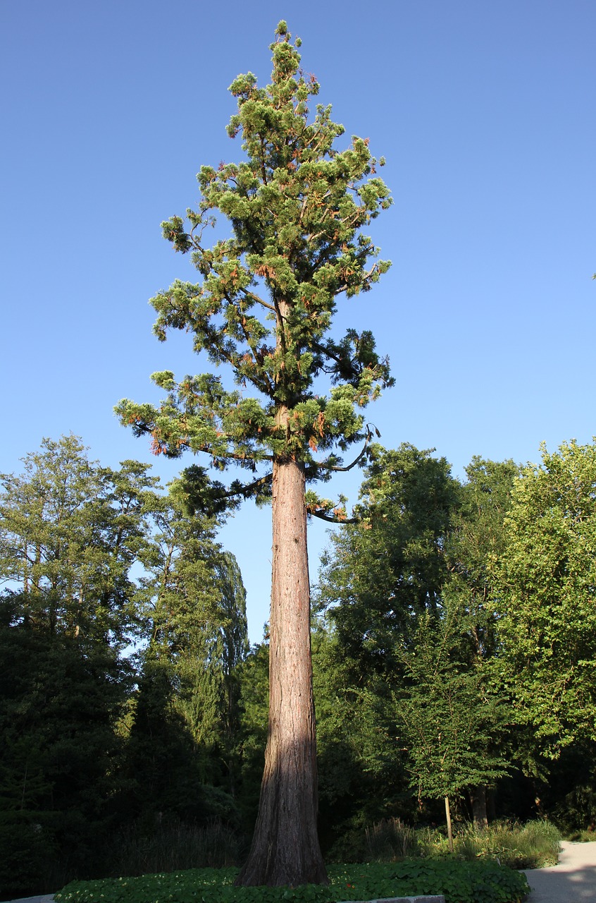 Image - tree aesthetic log nature branch