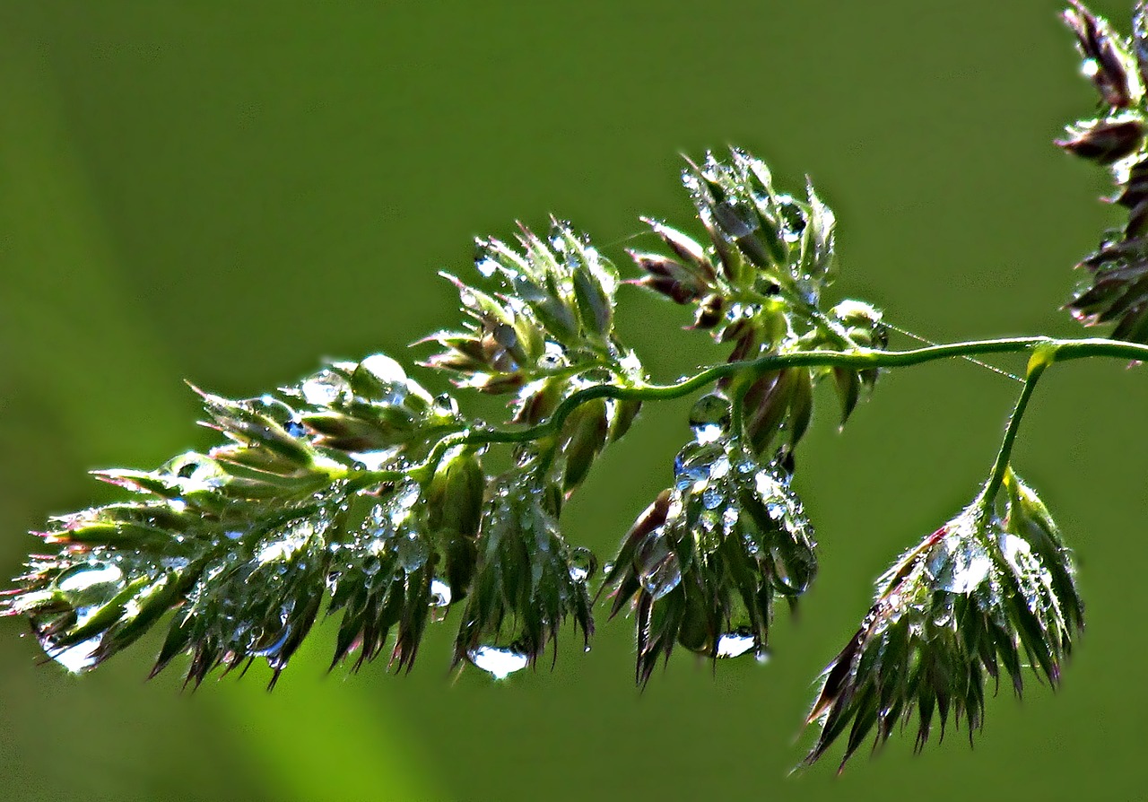 Image - grass drops rosa rain nature