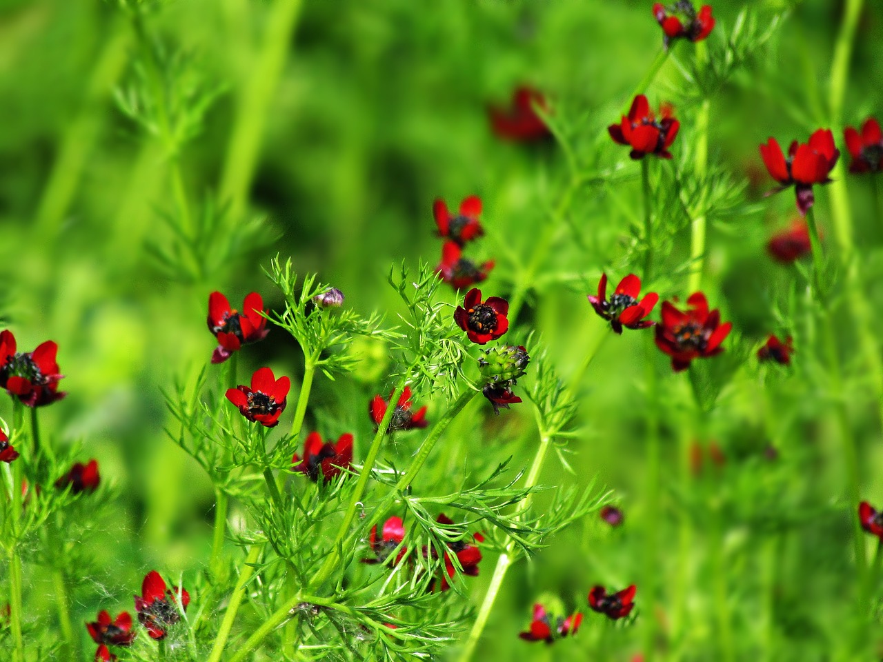 Image - flowers the background red burgundy