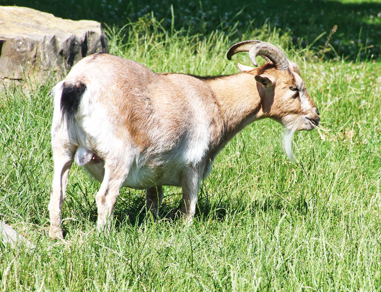 Image - goat horns animal farm zoo