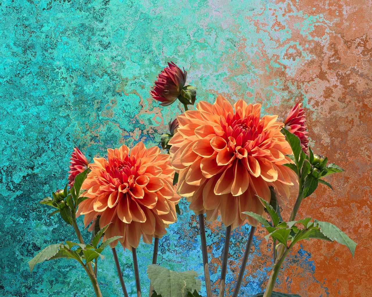 Image - dahlias autumn dahlia dahlia garden