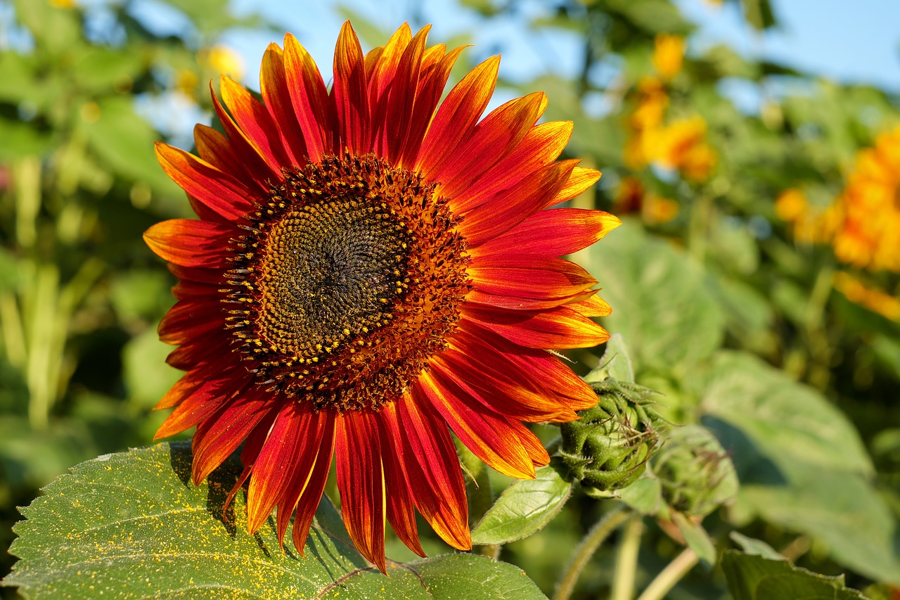 Image - sun flower flower blossom bloom