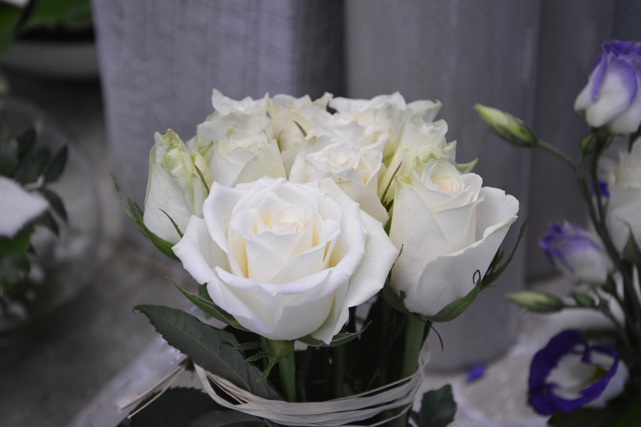 Image - flower white roses nature offer