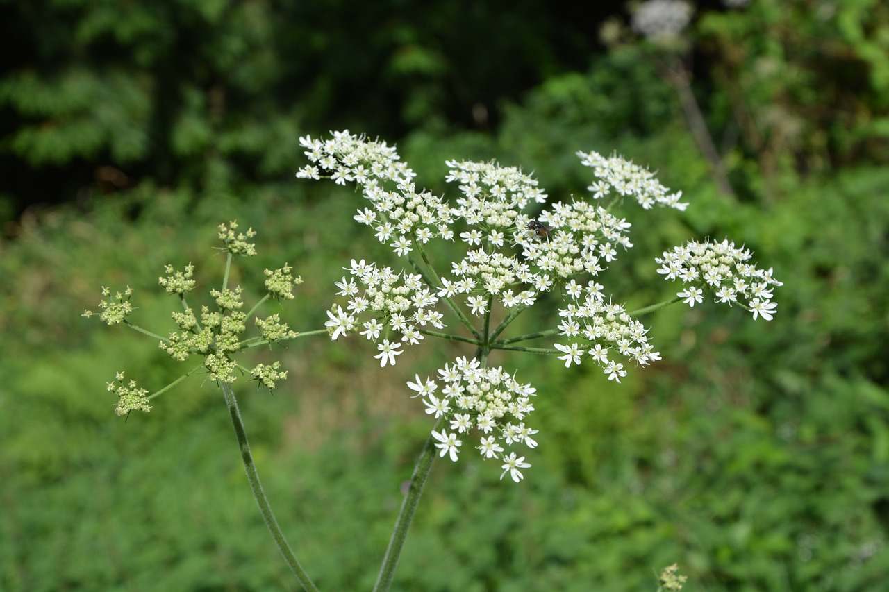 Image - plant cïgue wild plant green white