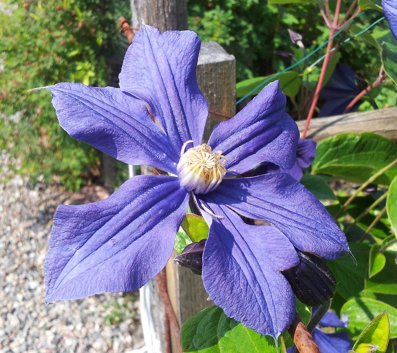 Image - clematis blue blue clematis