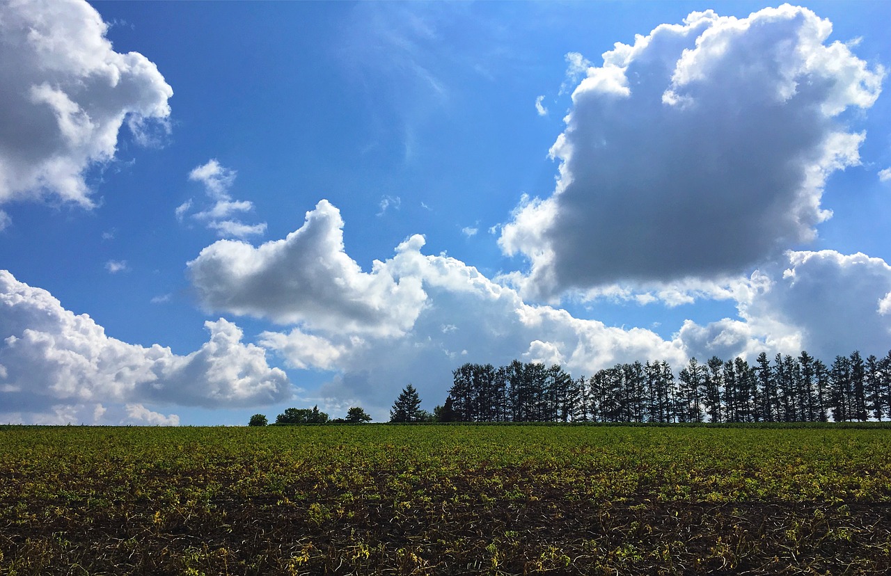 Image - hokkaido biei summer potato fields