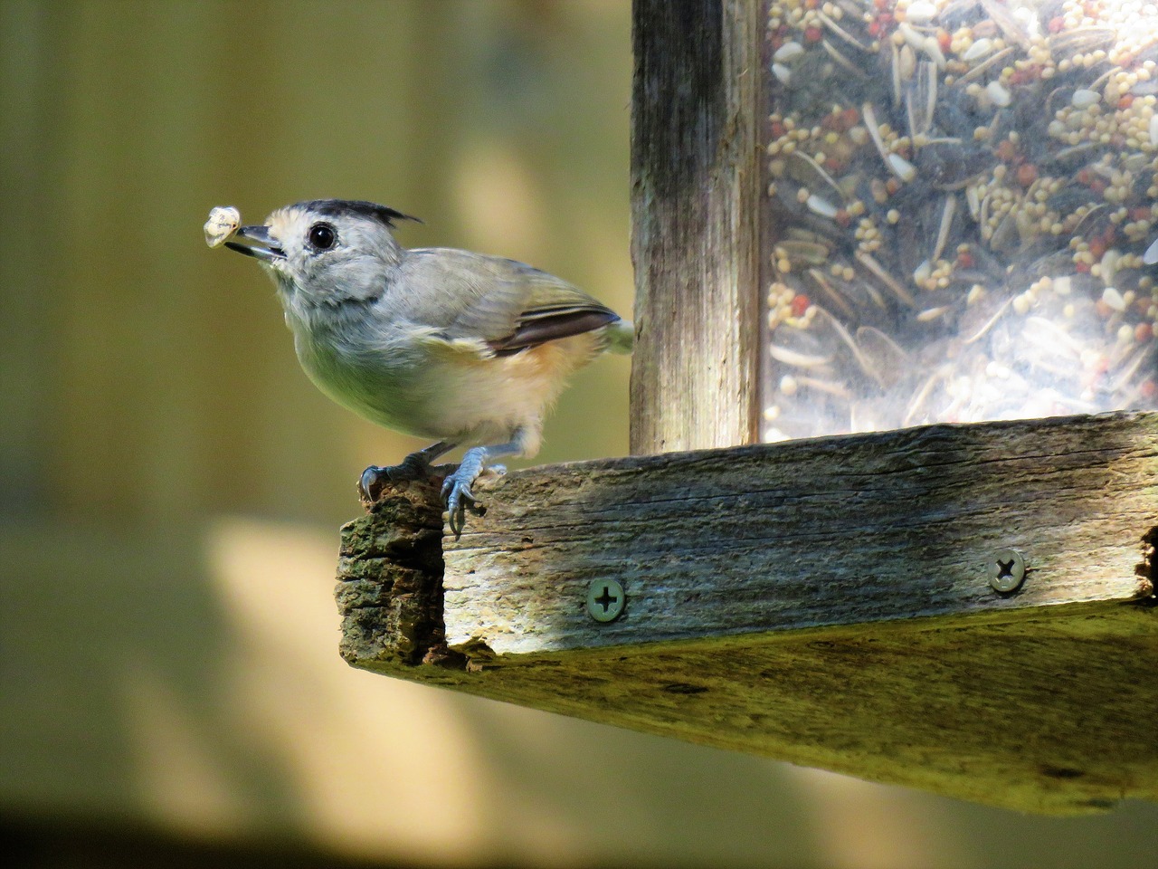 Image - bird gray tan wildlife