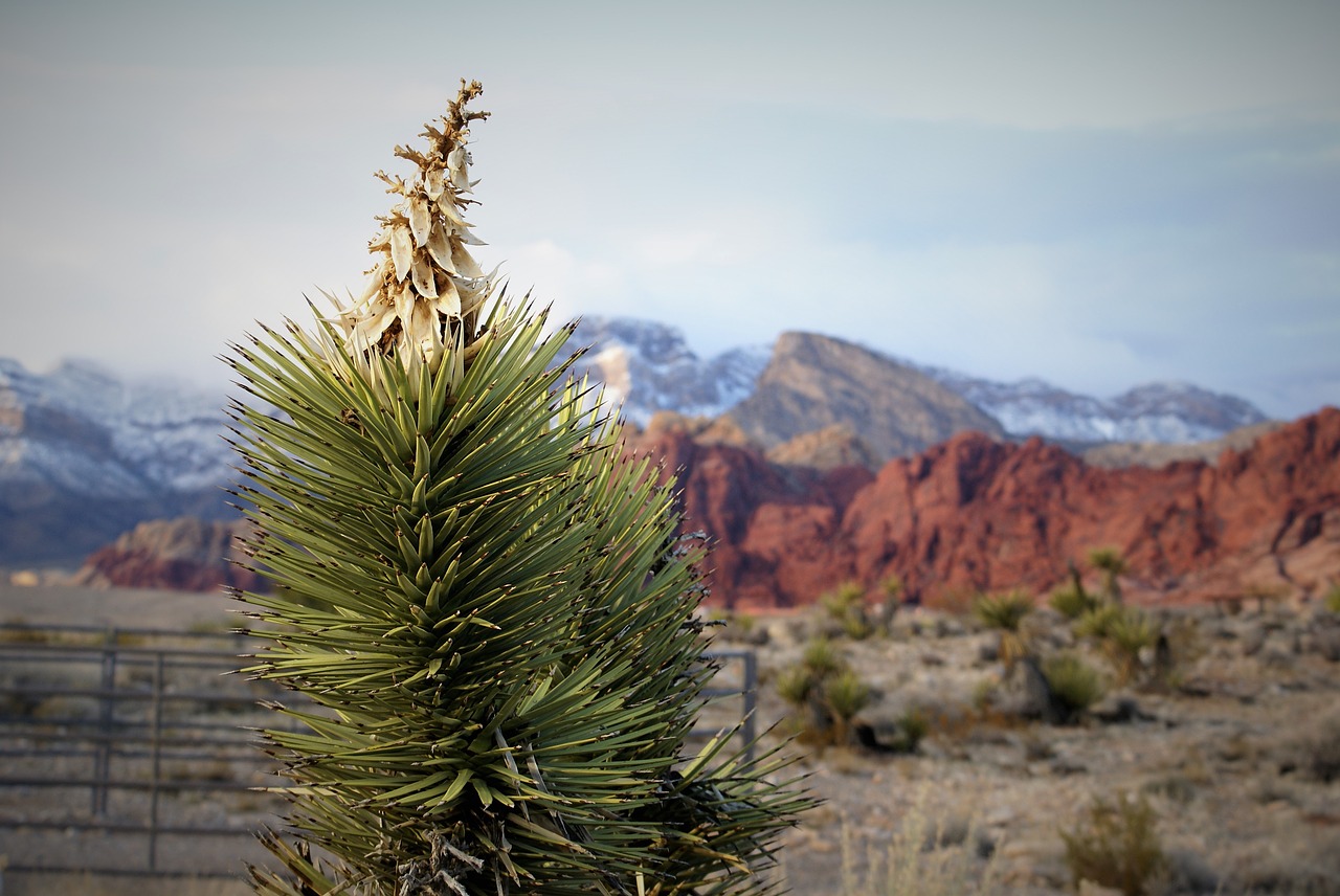 Image - red rock mountains panorama red