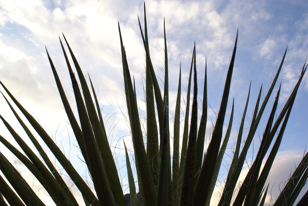 Image - palm sky close up