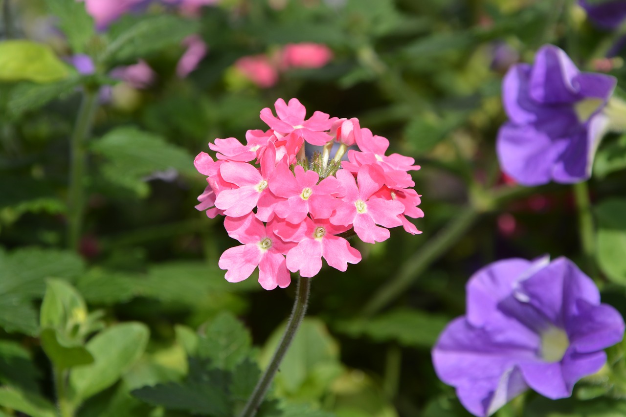 Image - flowers plants pink green