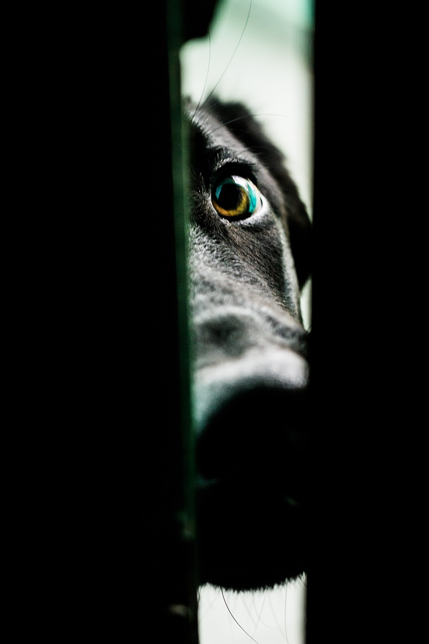 Image - dog eyes friend animal canine