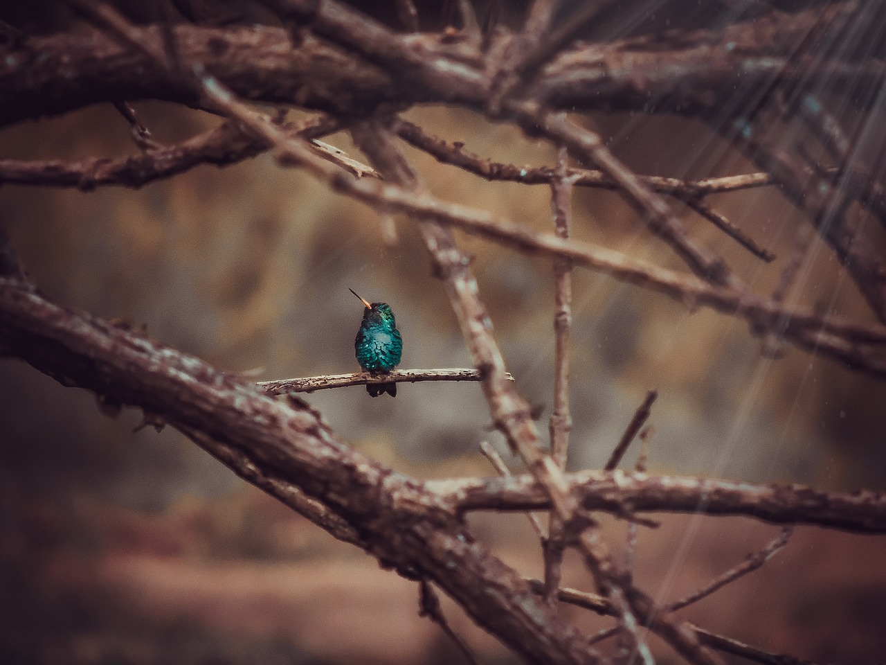 Image - hummingbird nature birds garden