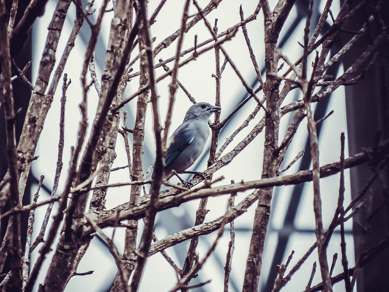 Image - sparrow bird nature birdie animal