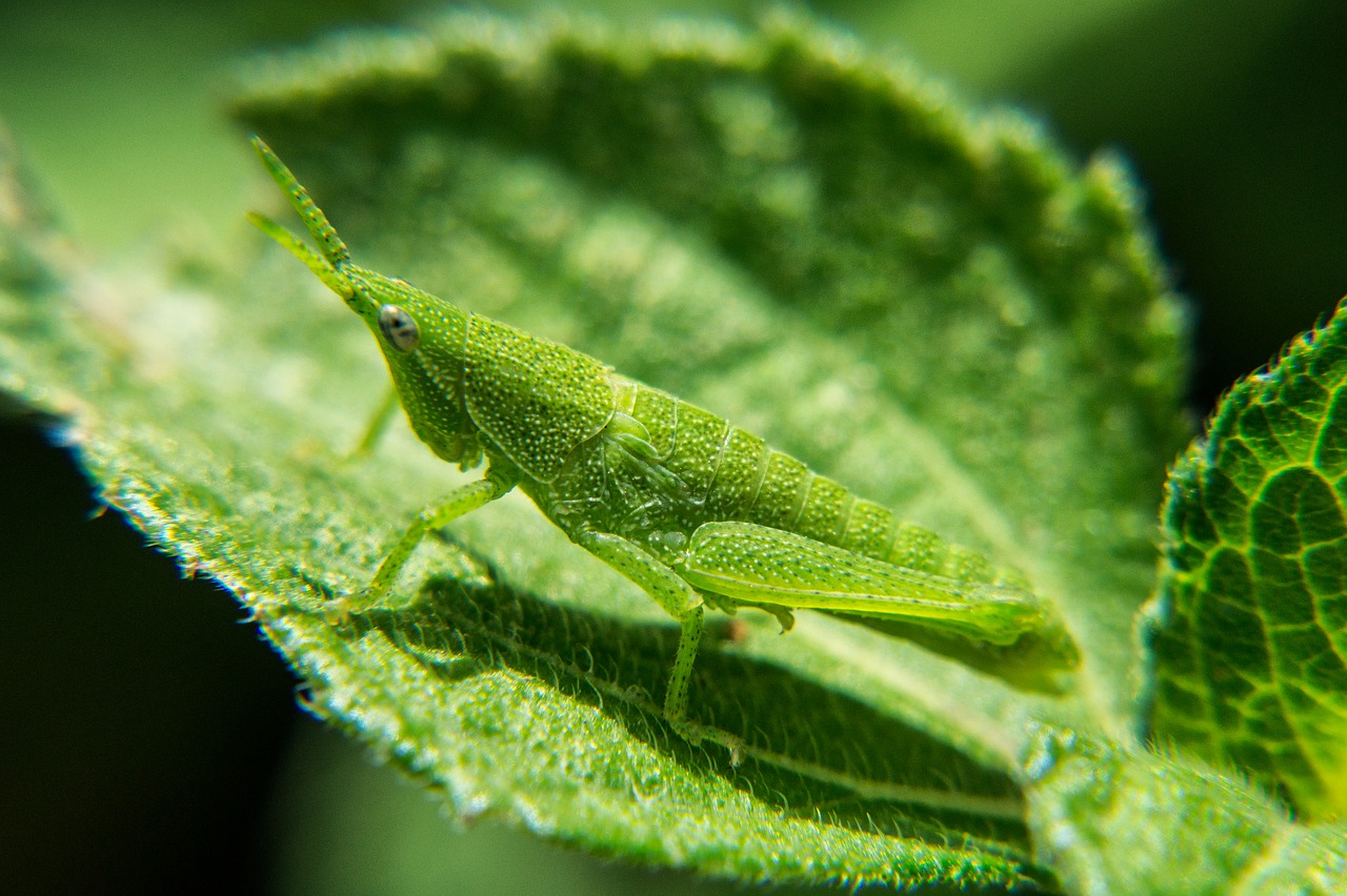 Image - nymphs grasshopper nature insects