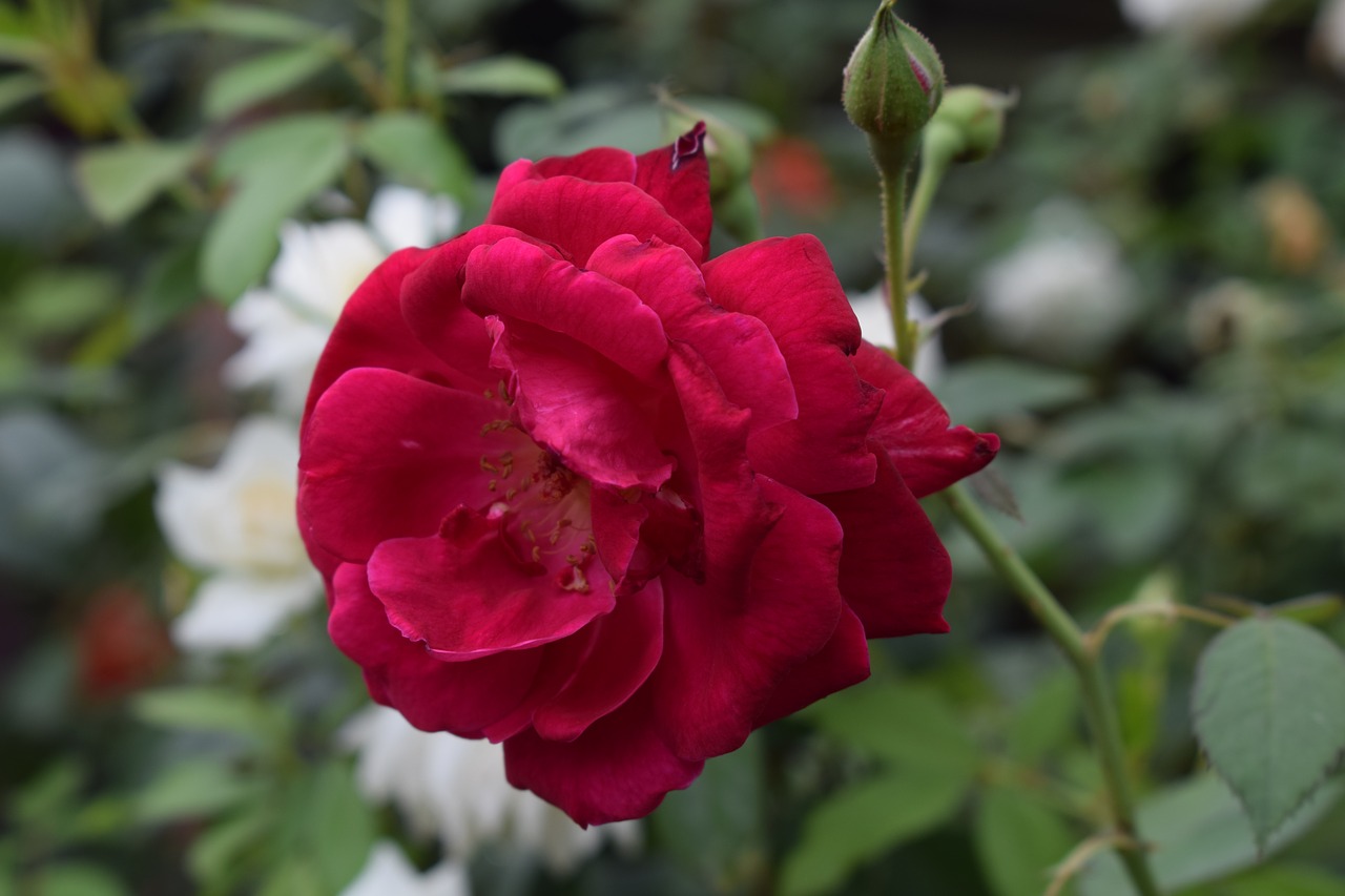 Image - red rose flower red roses love