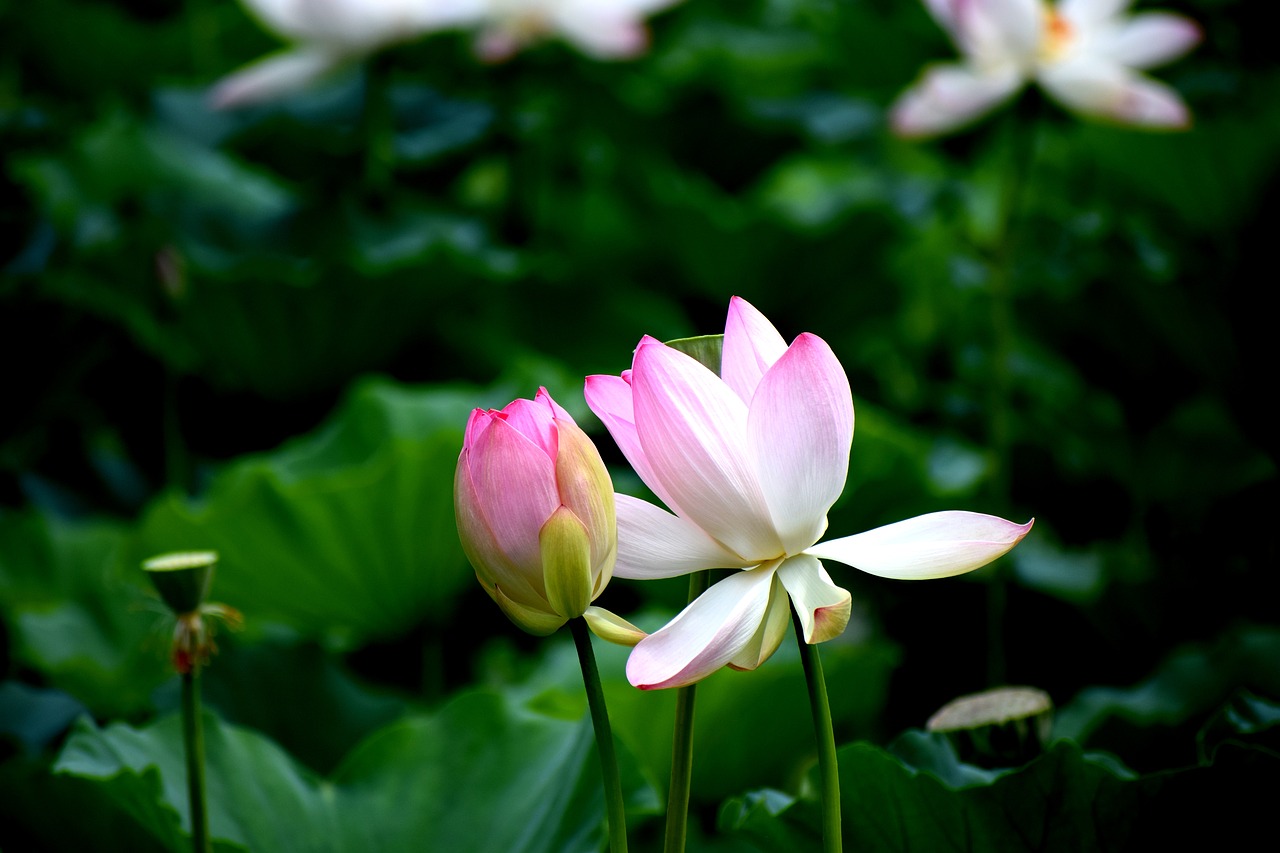 Image - lotus flowers nature water bloom