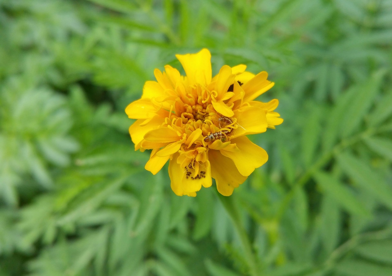 Image - flower worm insect