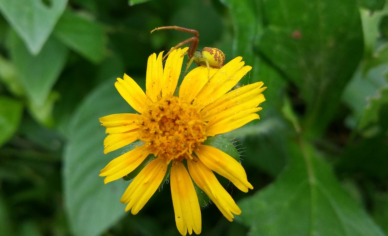 Image - spider flower yellow yellow flower