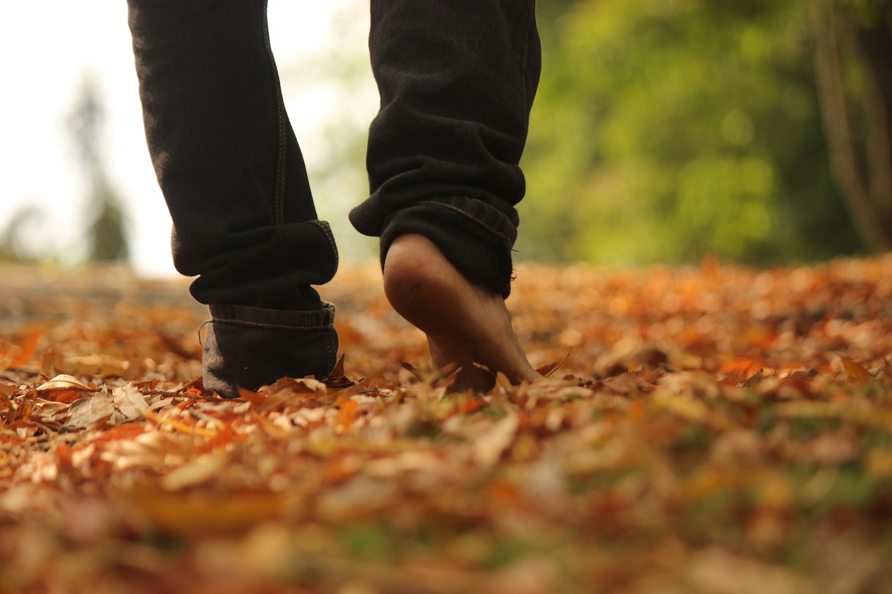 Image - walk woods leaves nature walk